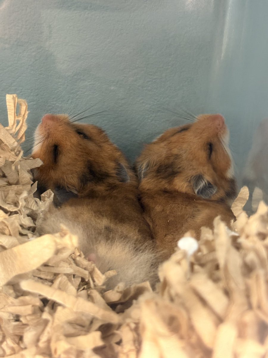 🐹ふるくる-Frucle-🐹 tweet media