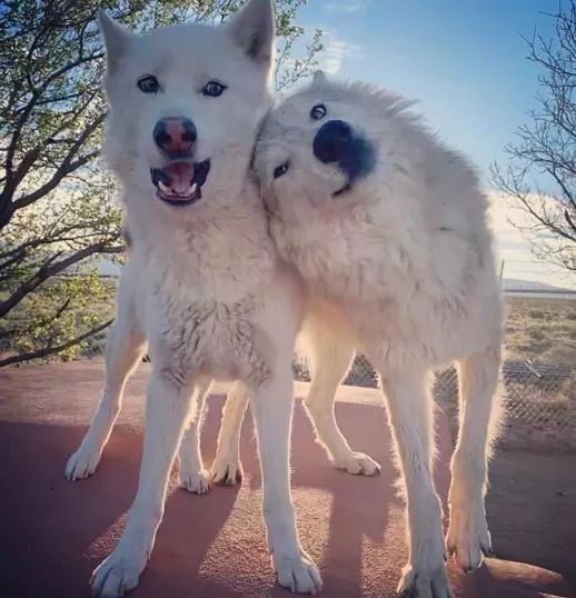 woof "pronouns" woofington tweet media