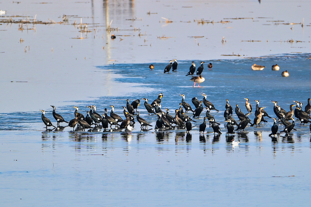 Explore Xinjiang tweet media