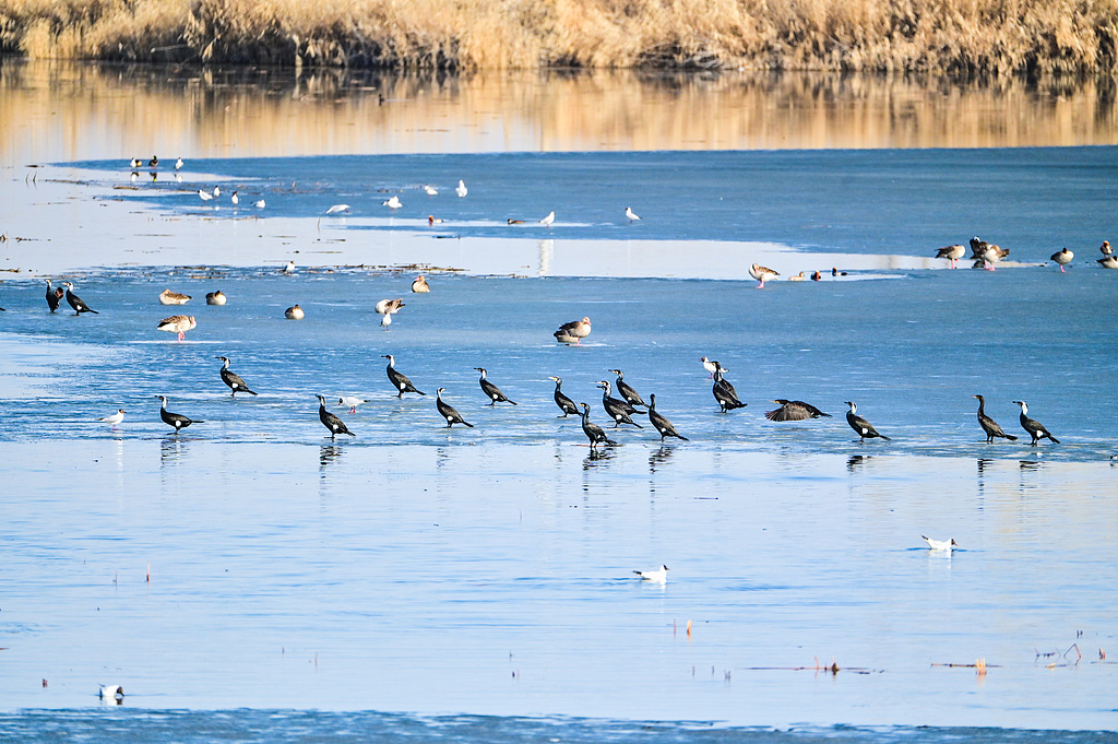 Explore Xinjiang tweet media
