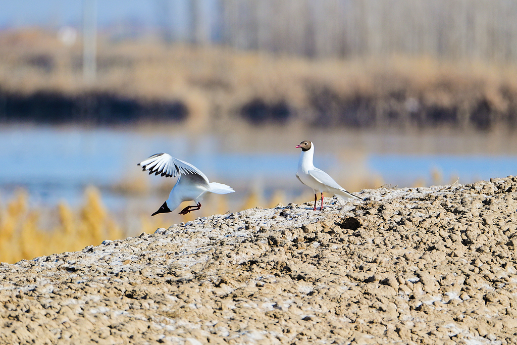 Explore Xinjiang tweet media
