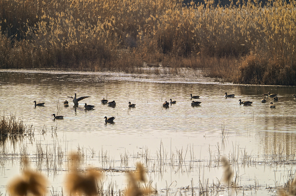 Explore Xinjiang tweet media