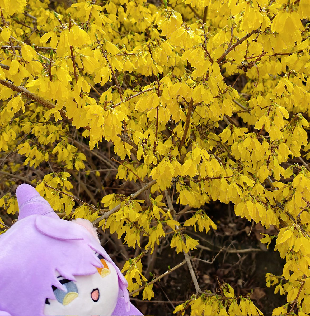 나폴리맛페토🔫🐰 tweet media