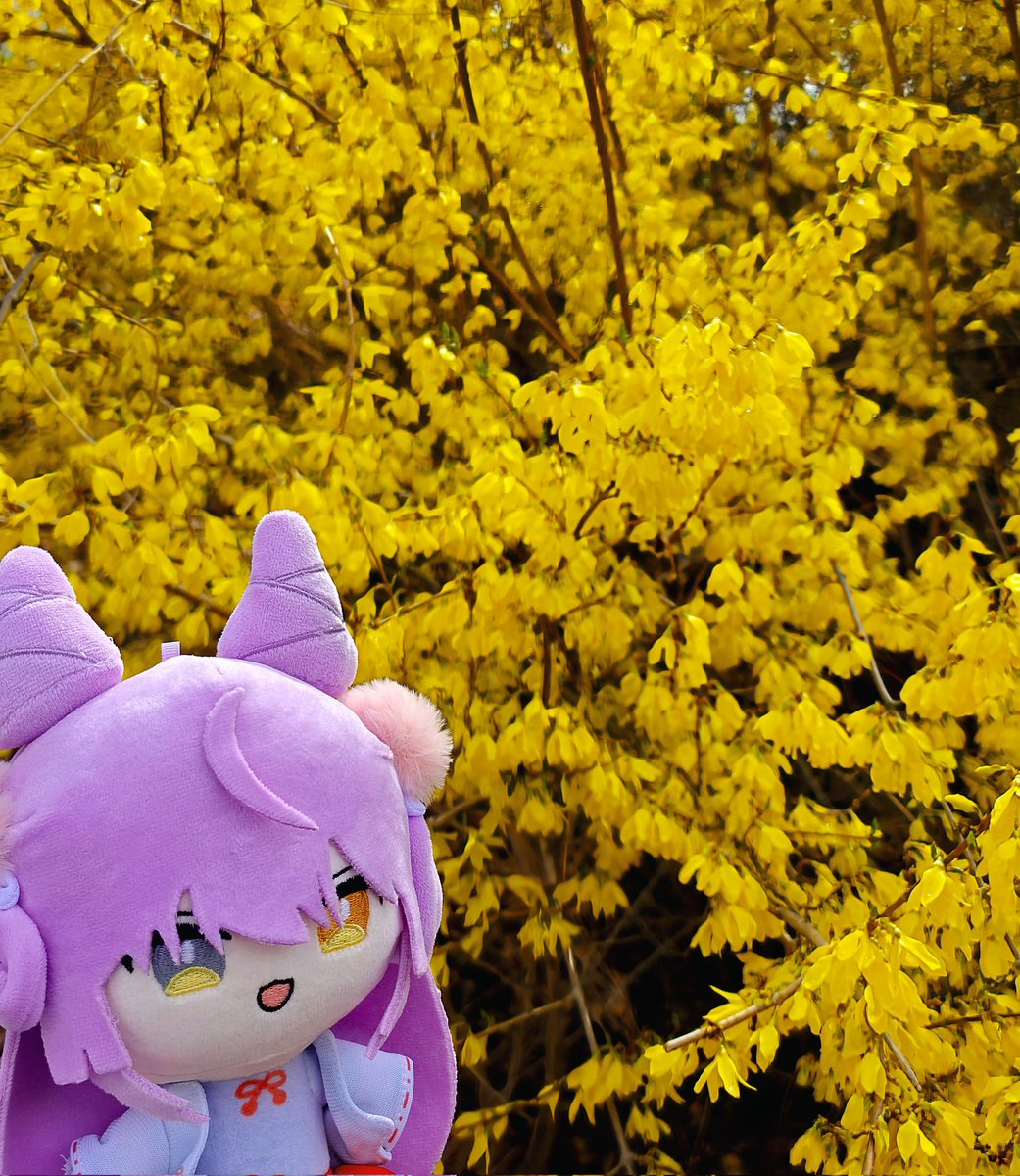 나폴리맛페토🔫🐰 tweet media