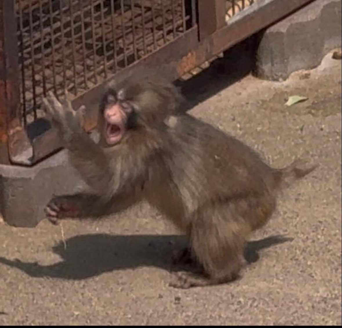 パンチくんとオランママ tweet media