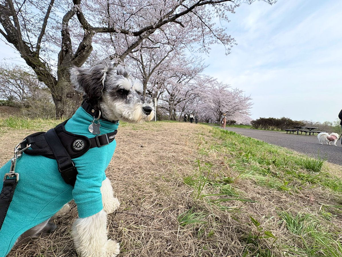 麻🐕コミックス詐騎士15巻発売！ tweet media