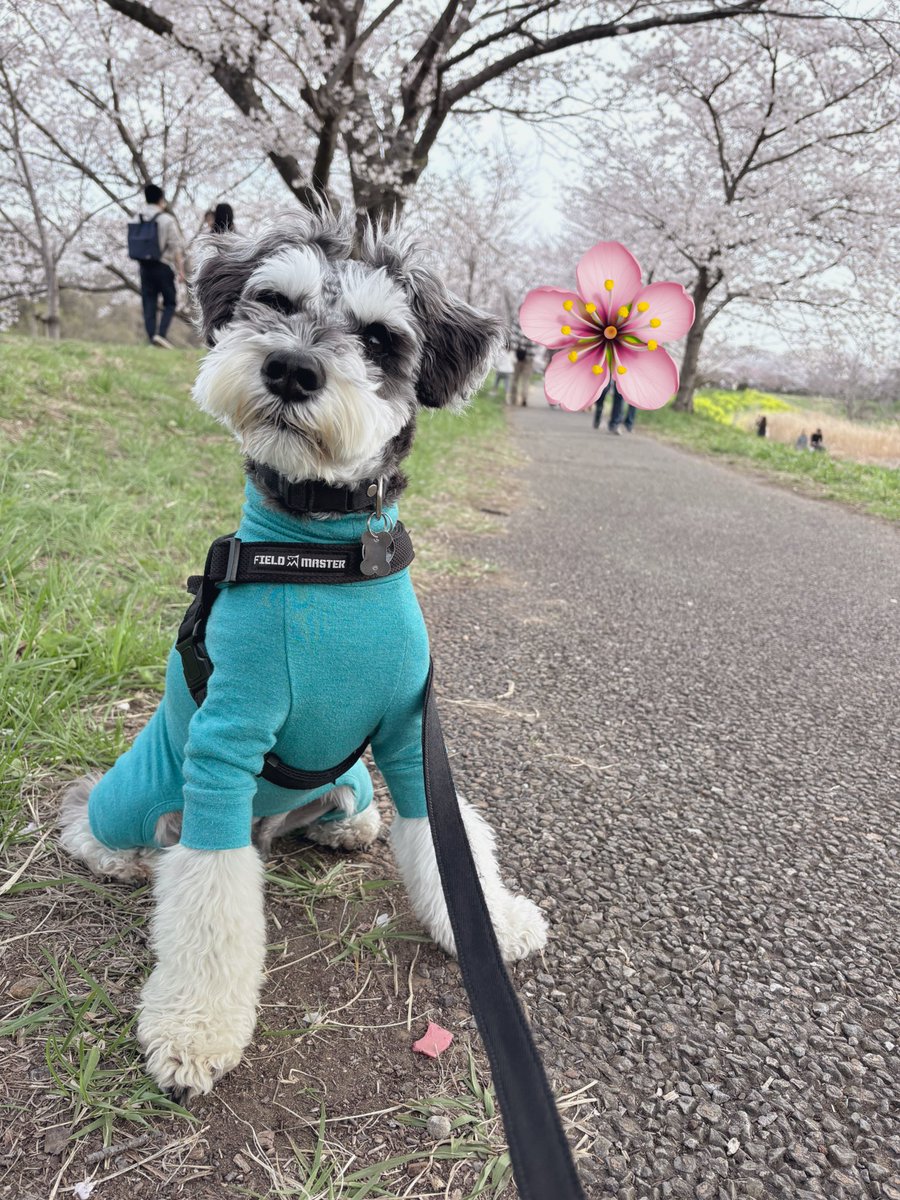 麻🐕コミックス詐騎士15巻発売！ tweet media