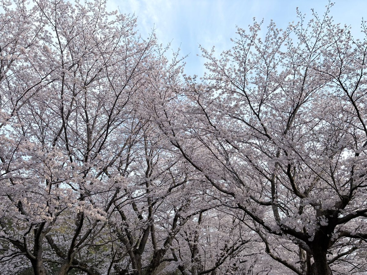 麻🐕コミックス詐騎士15巻発売！ tweet media