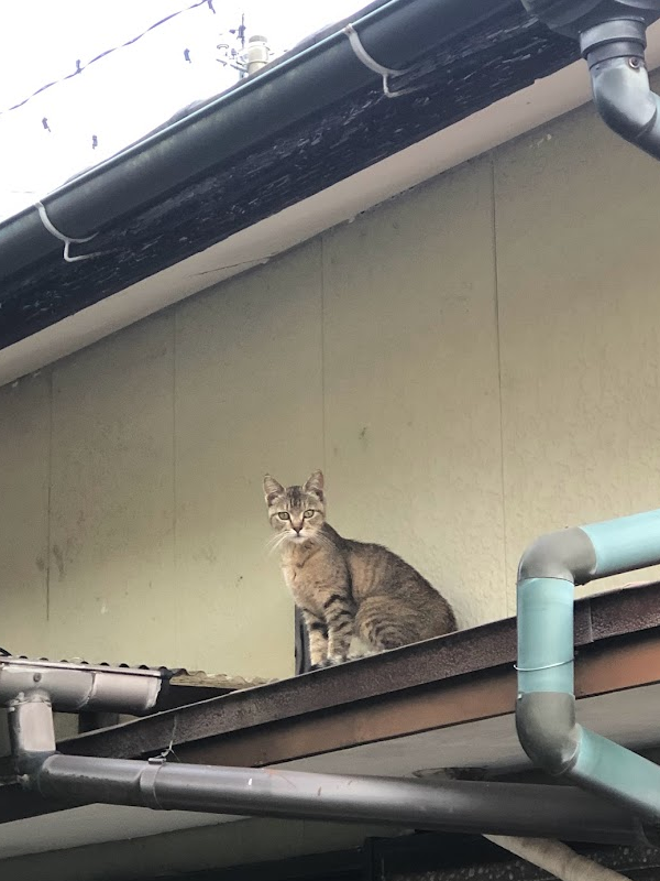 にゃぱねっと♂ tweet media