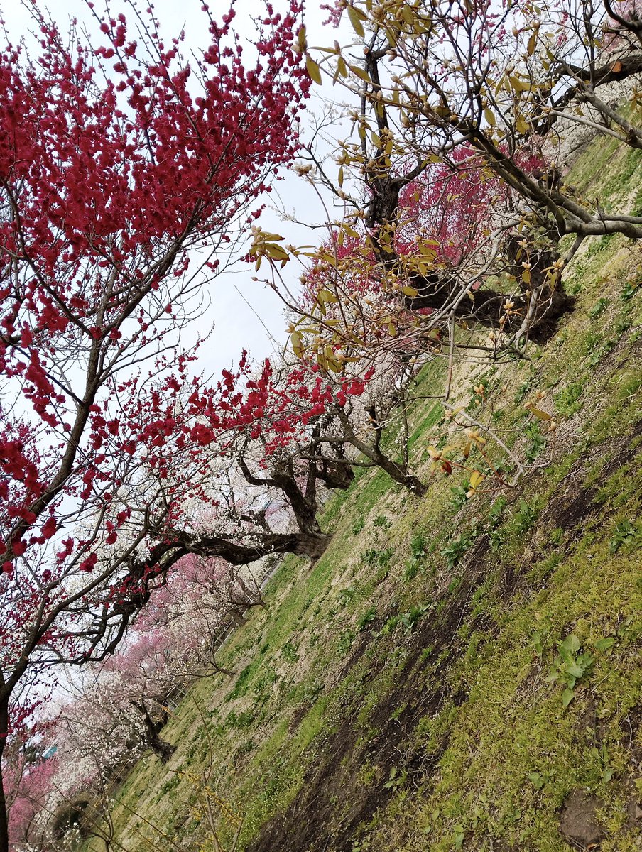 あ・ら・伊達な道の駅【公式】 tweet media