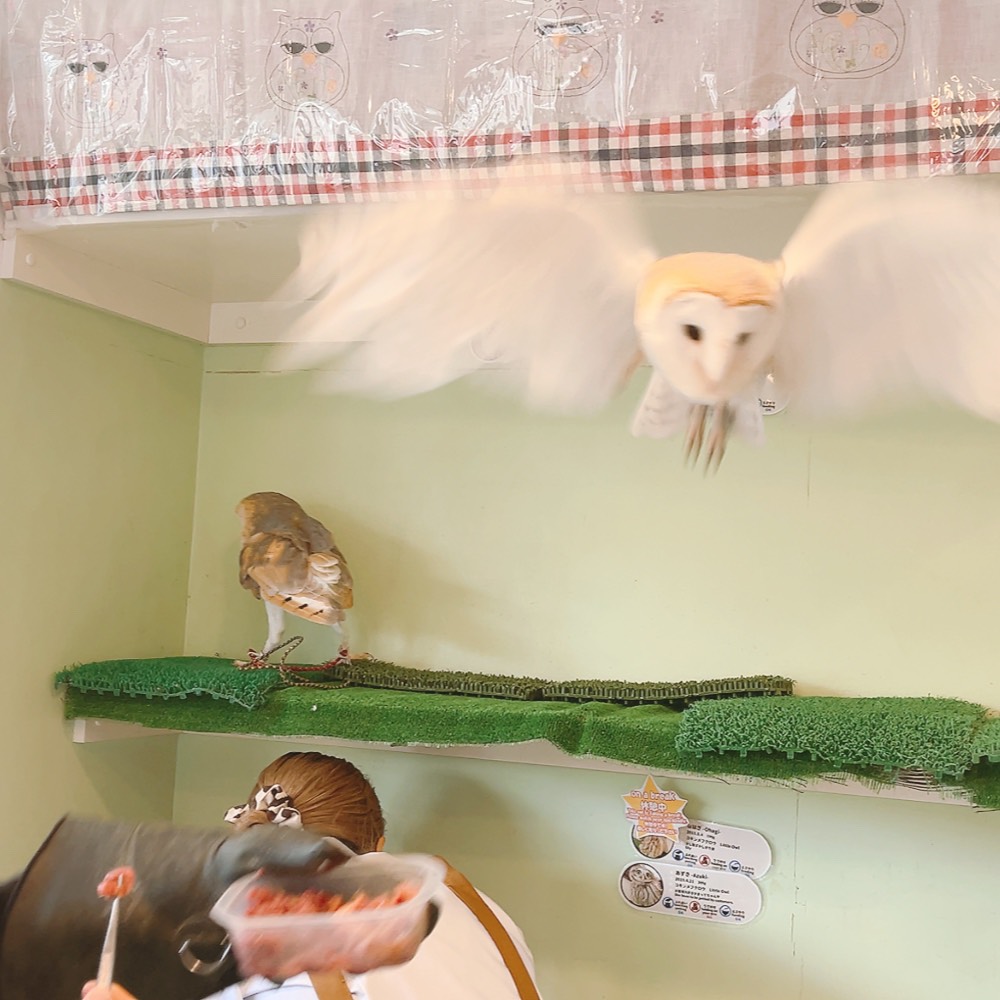 ふくろうの里 Owl Village tweet media