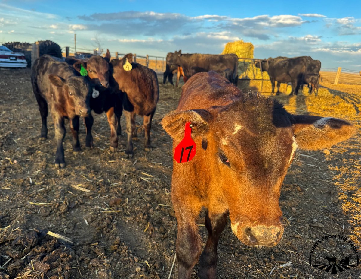vftfarm's tweet photo. #17 with his crew 

@americancattle @RanchWork @TheFencePost @OfficialRFDTV https://t.co/atluXtE1pD