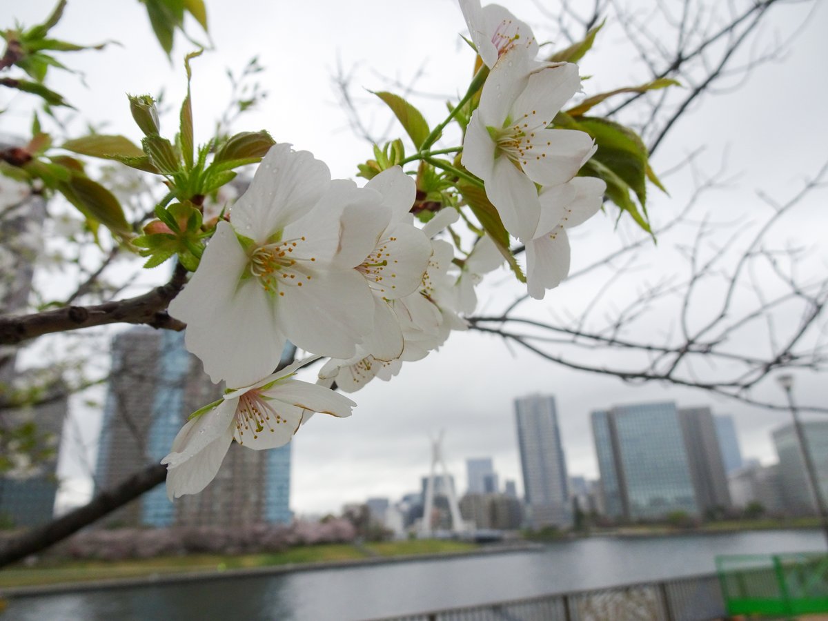 集まれ！隅田川 tweet media