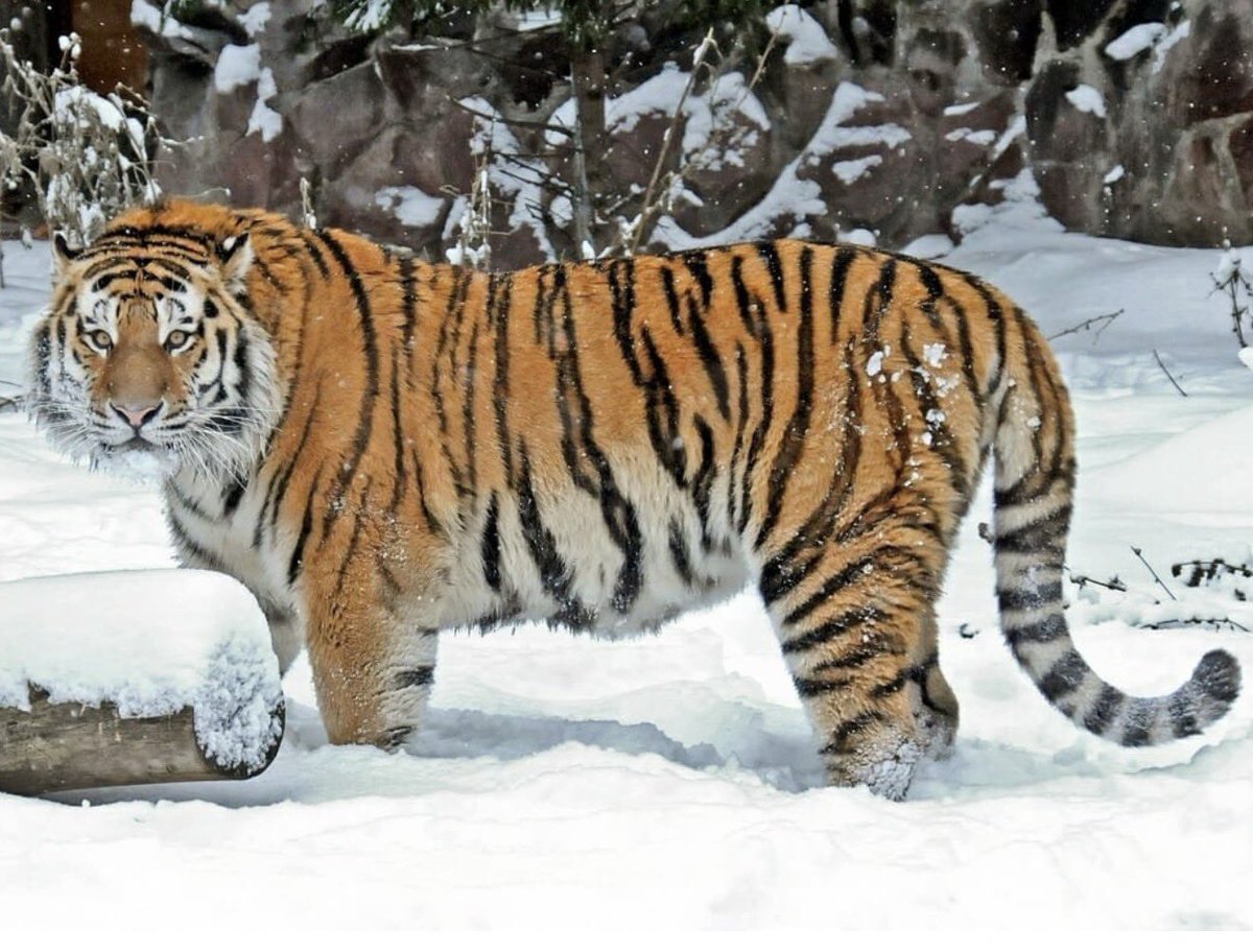 King Panthera tweet media