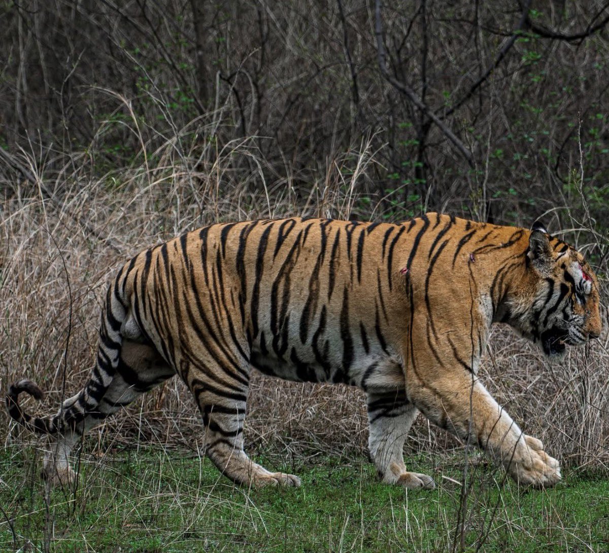 King Panthera tweet media