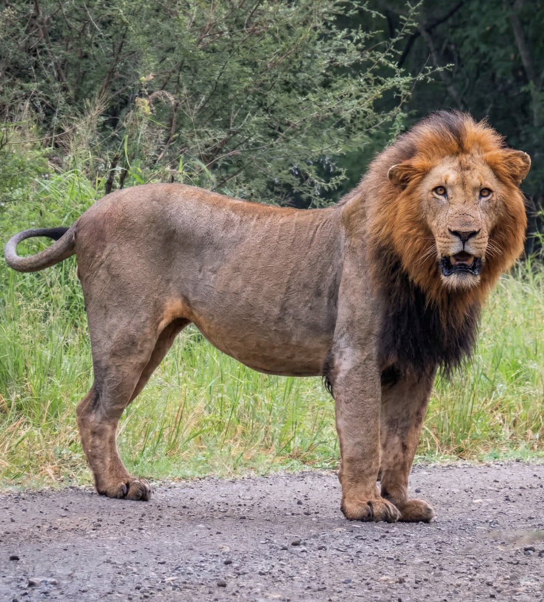 King Panthera tweet media