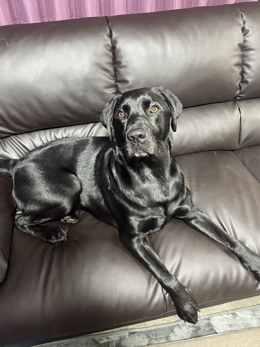 BILLIE@黒ラブのビリー tweet media