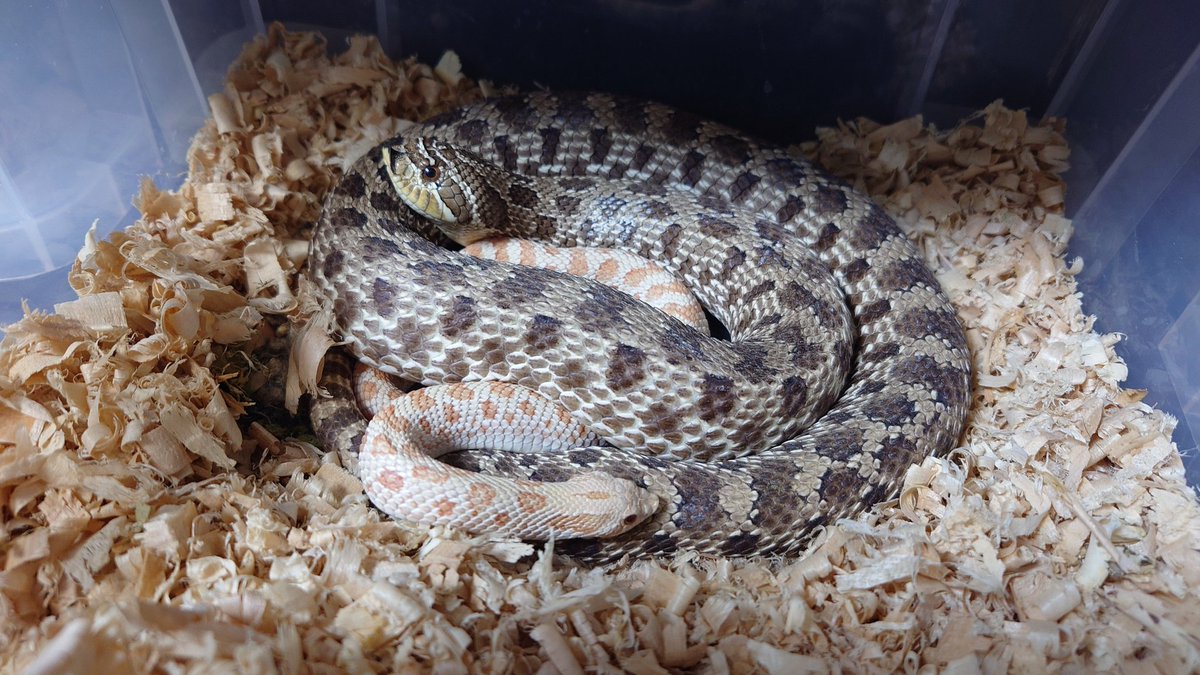 YoZawa@4/19東北ペットフェス tweet media