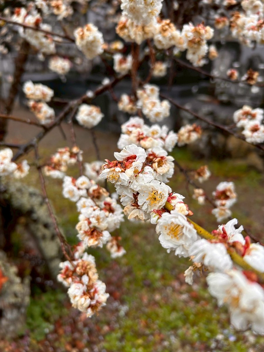 山梨市観光協会（2/22万葉の森DE焚火TOワインマルシェ🔥🍷開催） tweet media