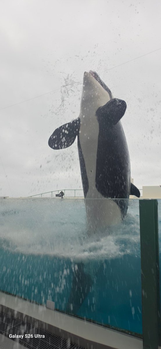 わんぱく@ミカン tweet media