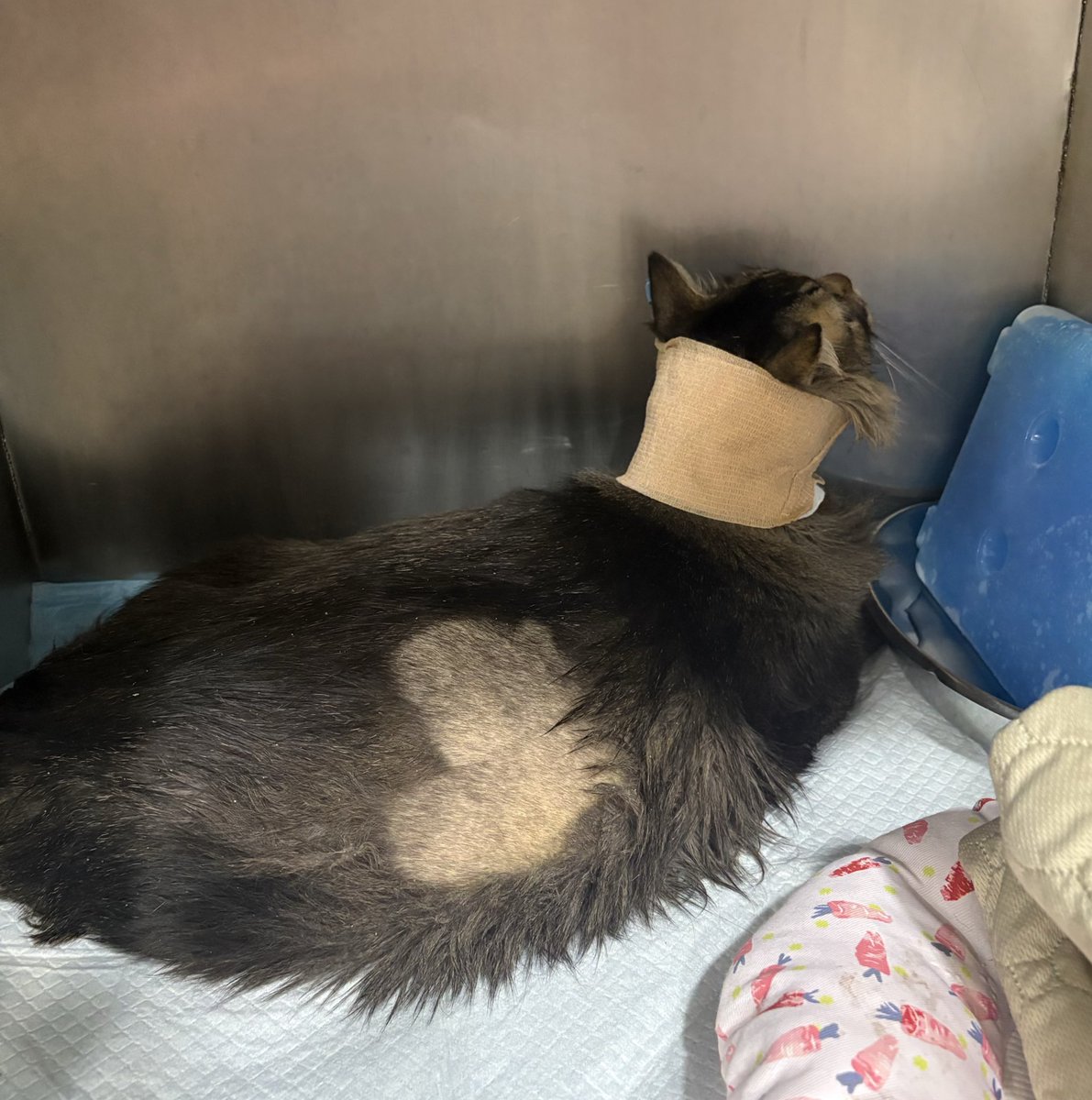 min min 🐱 tweet media