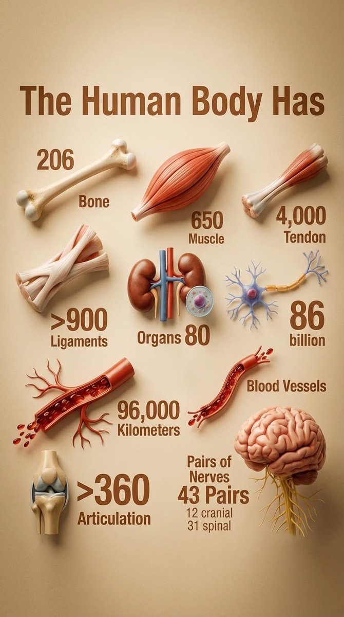 AnikaAi57899's tweet photo. The Human Body Has. https://t.co/kBuscAa3C1