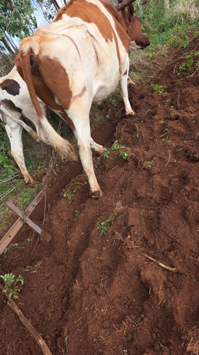 CHUMBA¹²³ tweet media