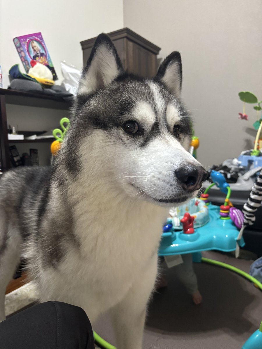 ジュノ⭐︎足長ハスキー🐺 tweet media