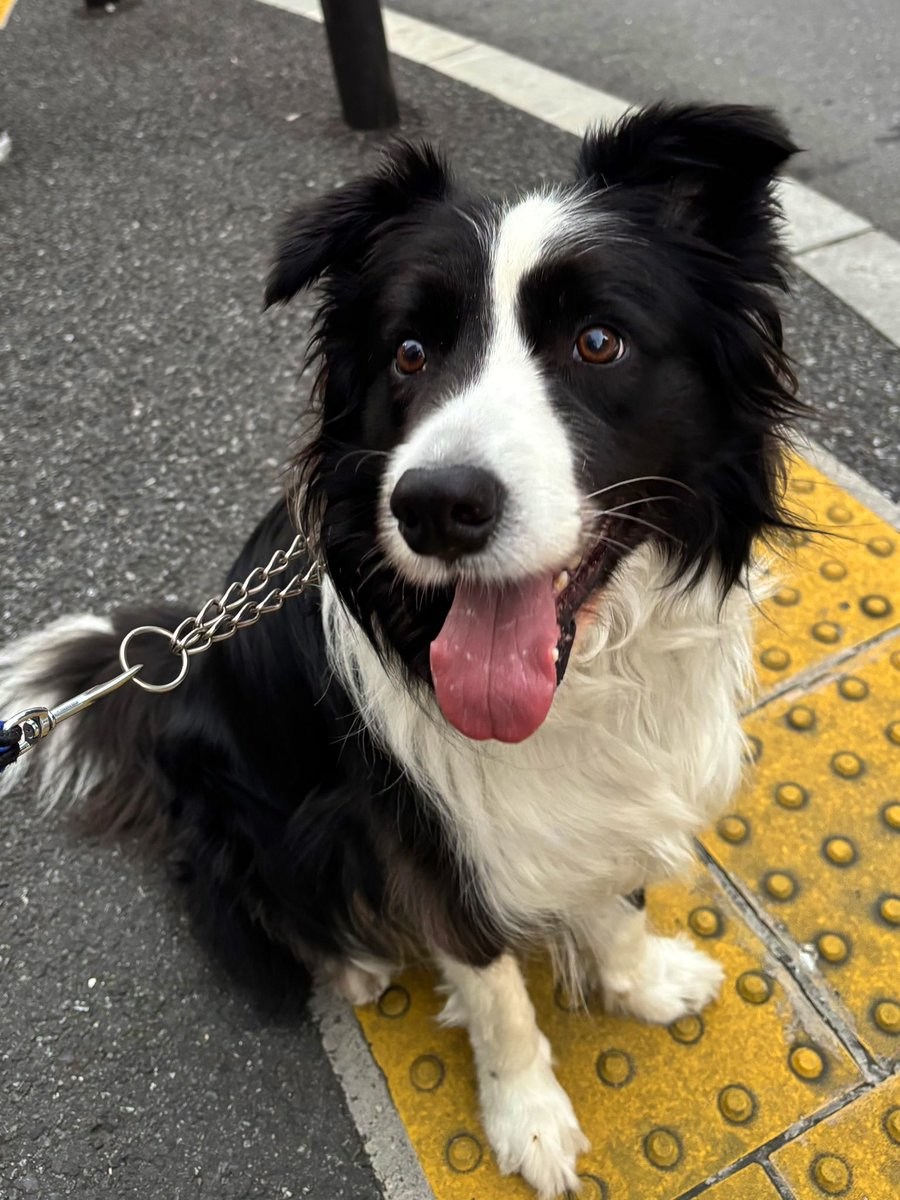 ショパンくん@ボーダーコリー tweet media