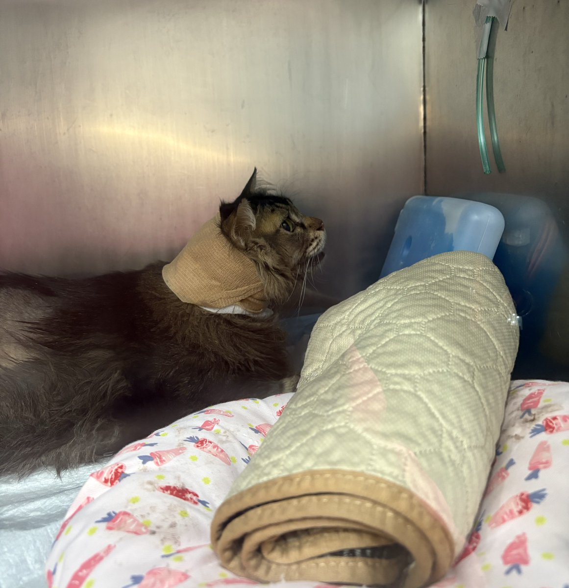 min min 🐱 tweet media