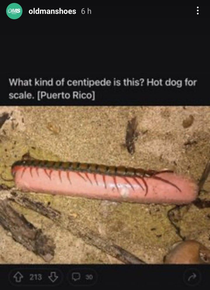 shadoomf🪲🇵🇸(homunculus enjoyer) tweet media