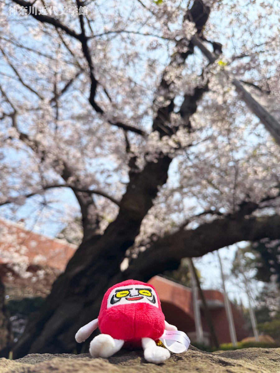 神奈川近代文学館 公式 tweet media