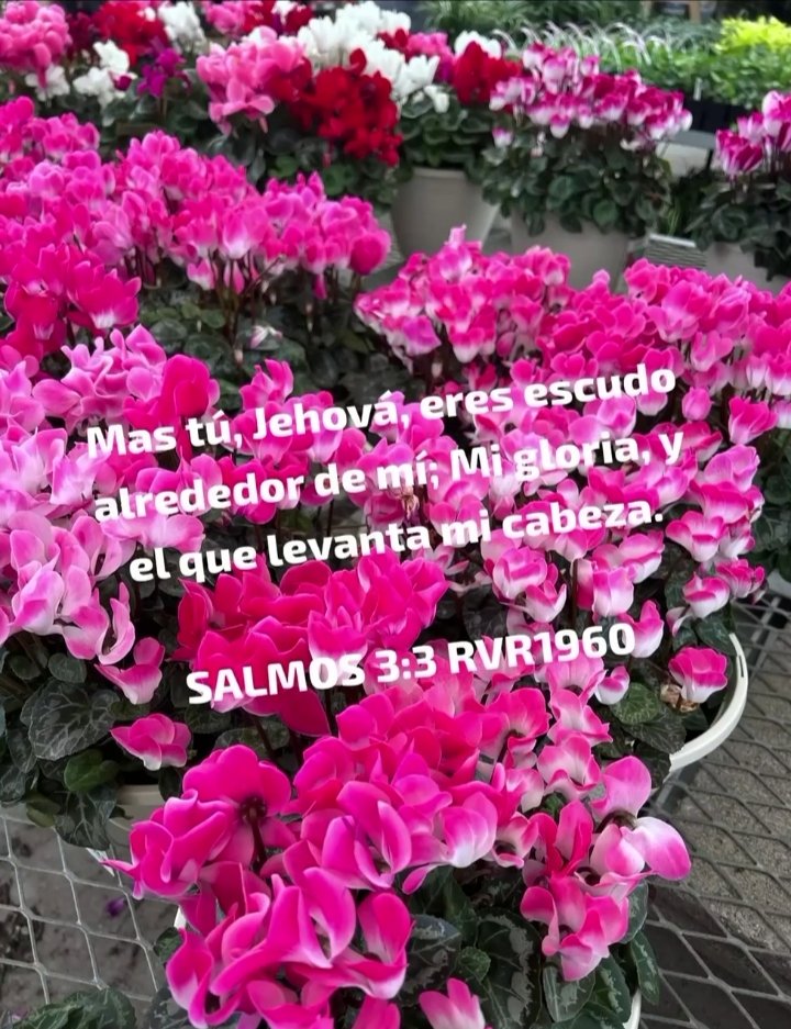liviscona's tweet photo. Apropiarse de la palabra de vida es tener alimentos día a día https://t.co/pkRYQNtaYK