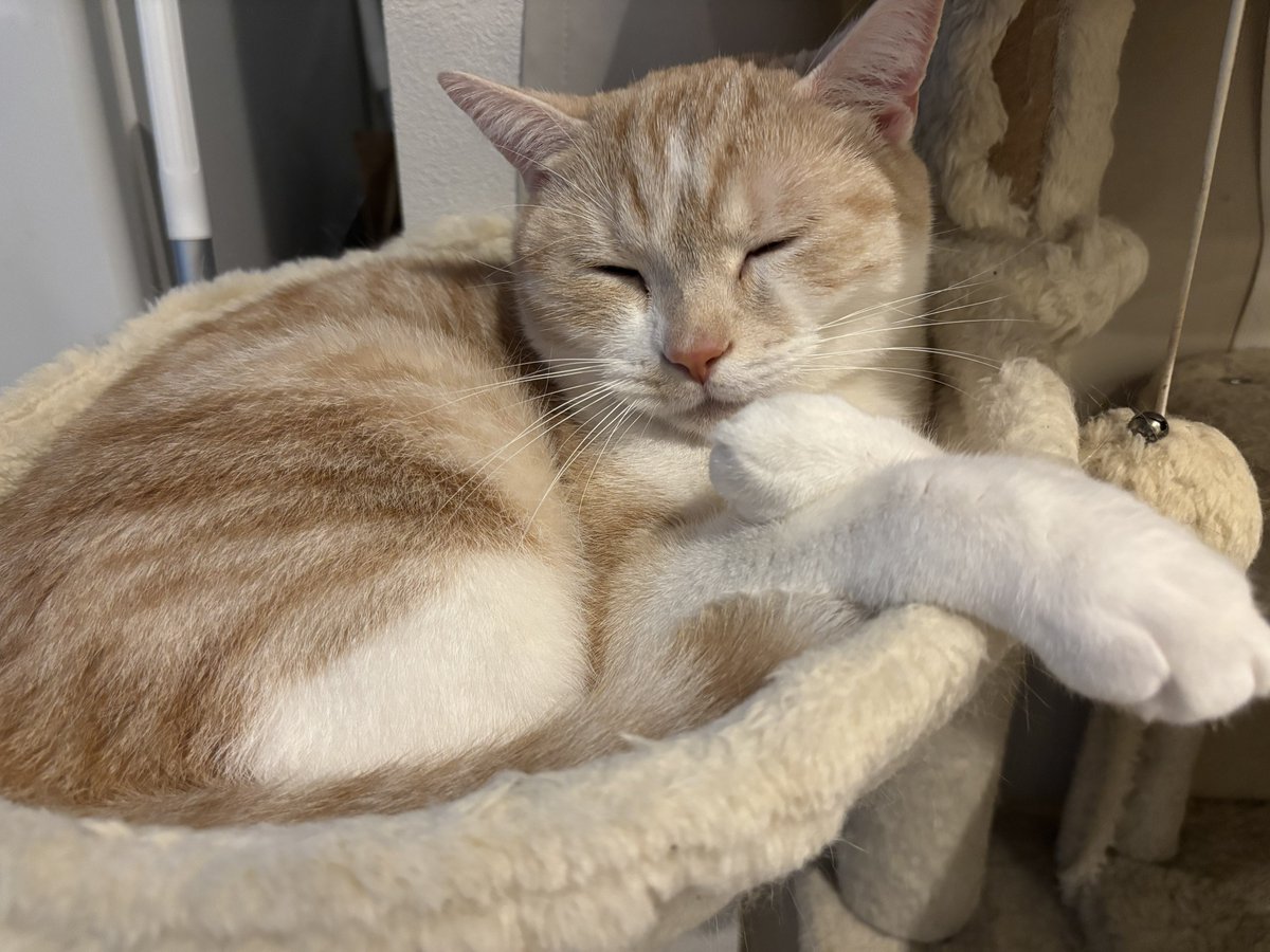 橘 あづさ🐱(ぴょん) tweet media