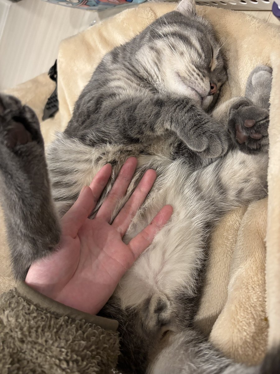 橘 あづさ🐱(ぴょん) tweet media