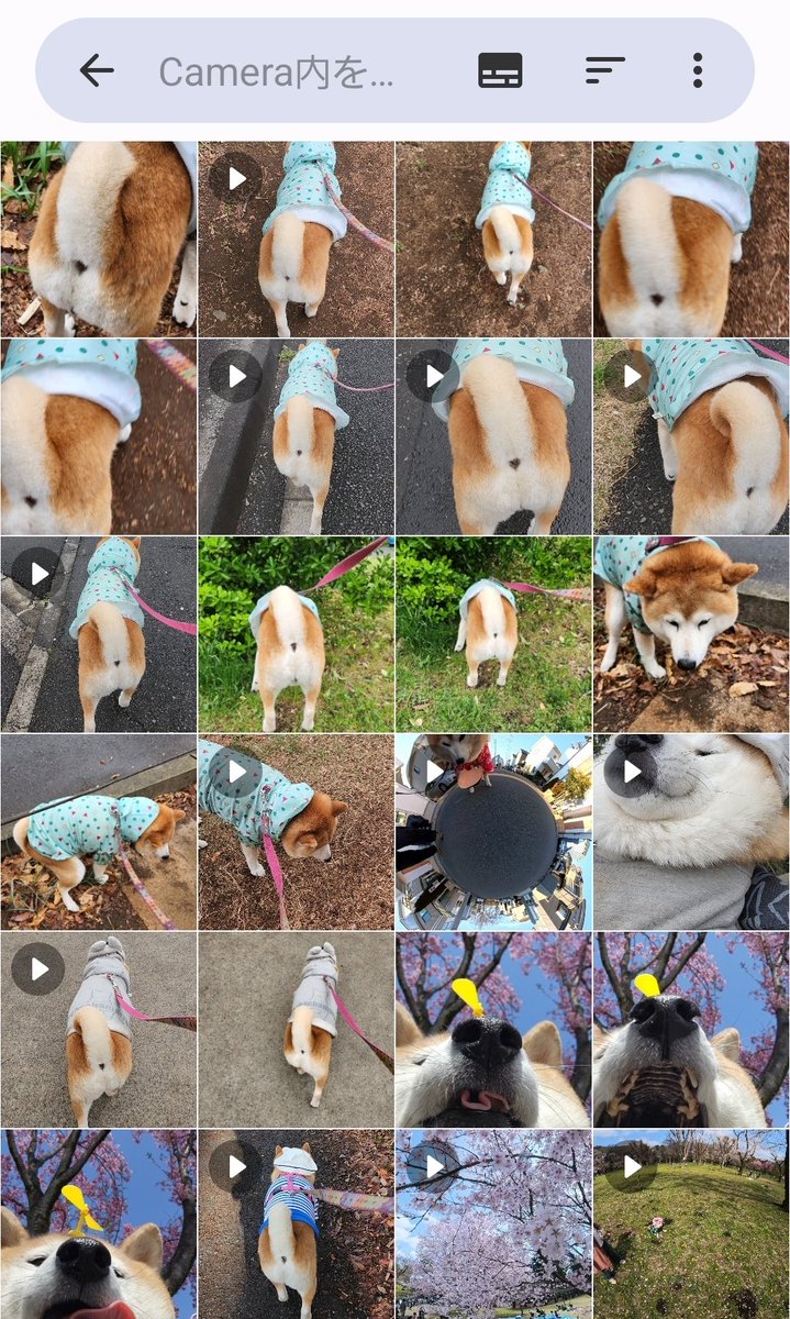 ペコ丸 tweet media