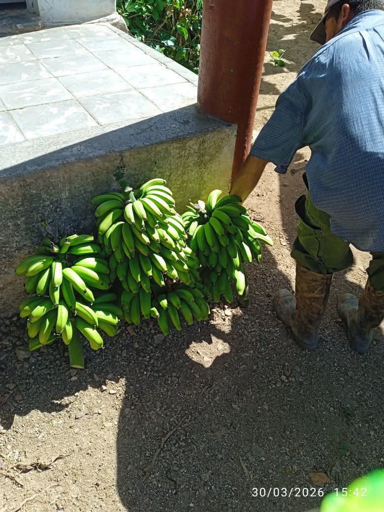 Yamilet50088609's tweet photo. #JoséMartí. "Y detrás de cada escuela un taller agrícola,a la lluvia y al sol,donde cada estudiante sembrase su  árbol." 
Se recoge el fruto del trabajo de todo un colectivo pioneril y laboral . #EducaciónVillaClara #VillaClaraConTodos https://t.co/ZzY67zmC4t