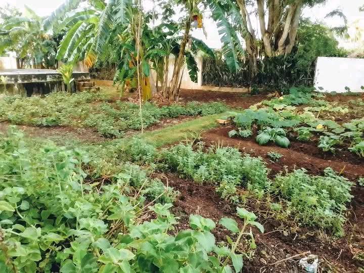 Yamilet50088609's tweet photo. #JoséMartí. "Y detrás de cada escuela un taller agrícola,a la lluvia y al sol,donde cada estudiante sembrase su  árbol." 
Se recoge el fruto del trabajo de todo un colectivo pioneril y laboral . #EducaciónVillaClara #VillaClaraConTodos https://t.co/ZzY67zmC4t