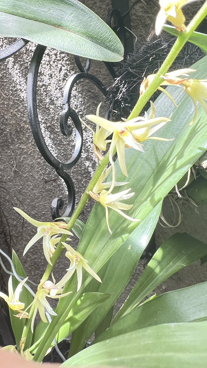 Eria javanica, originaria del Sureste asiático. Tegucigalpa, Honduras 🇭🇳