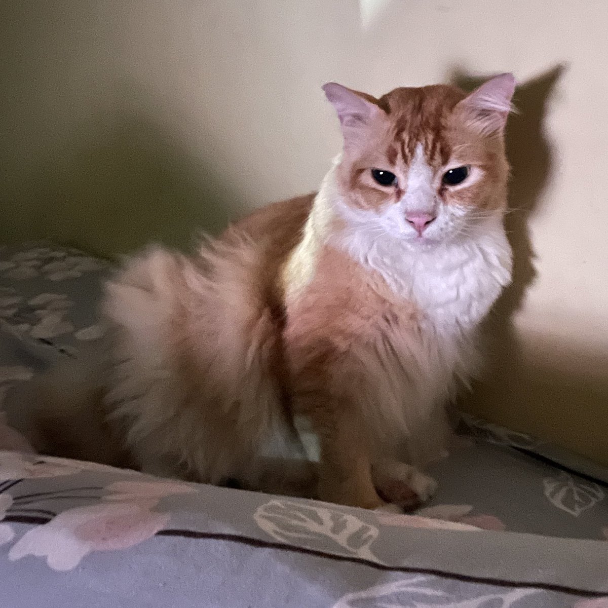 alin pertalite tweet media