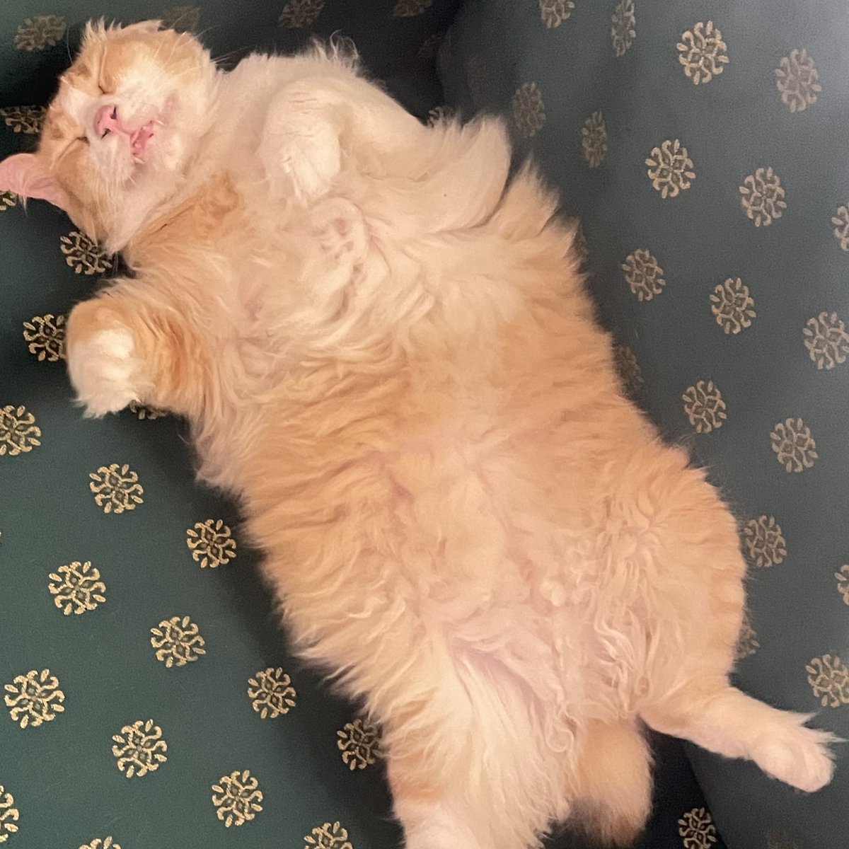 alin pertalite tweet media