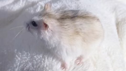 宮崎ハムオ tweet media