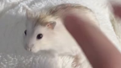 宮崎ハムオ tweet media