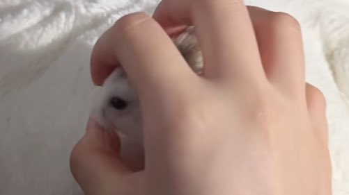 宮崎ハムオ tweet media