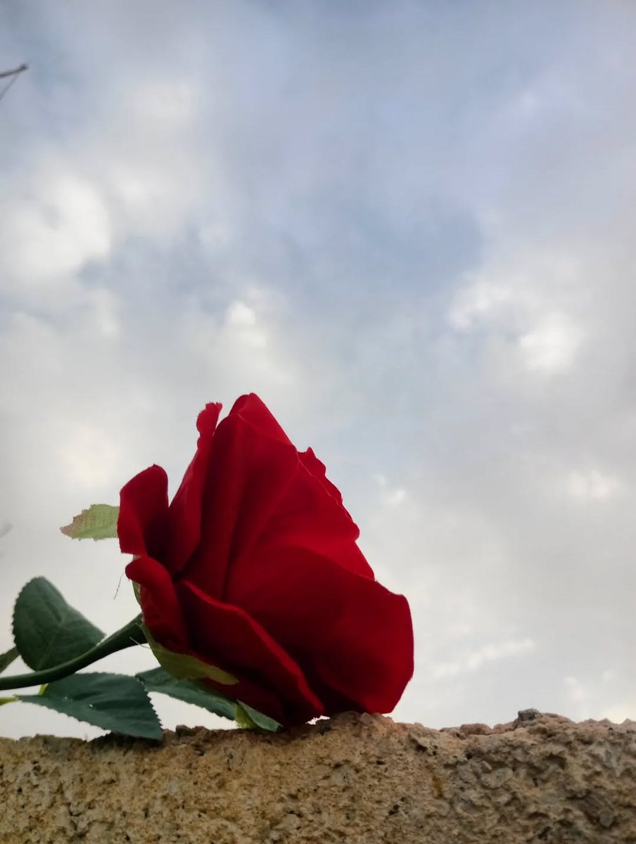 عظيمة الشرقية❤️ tweet media