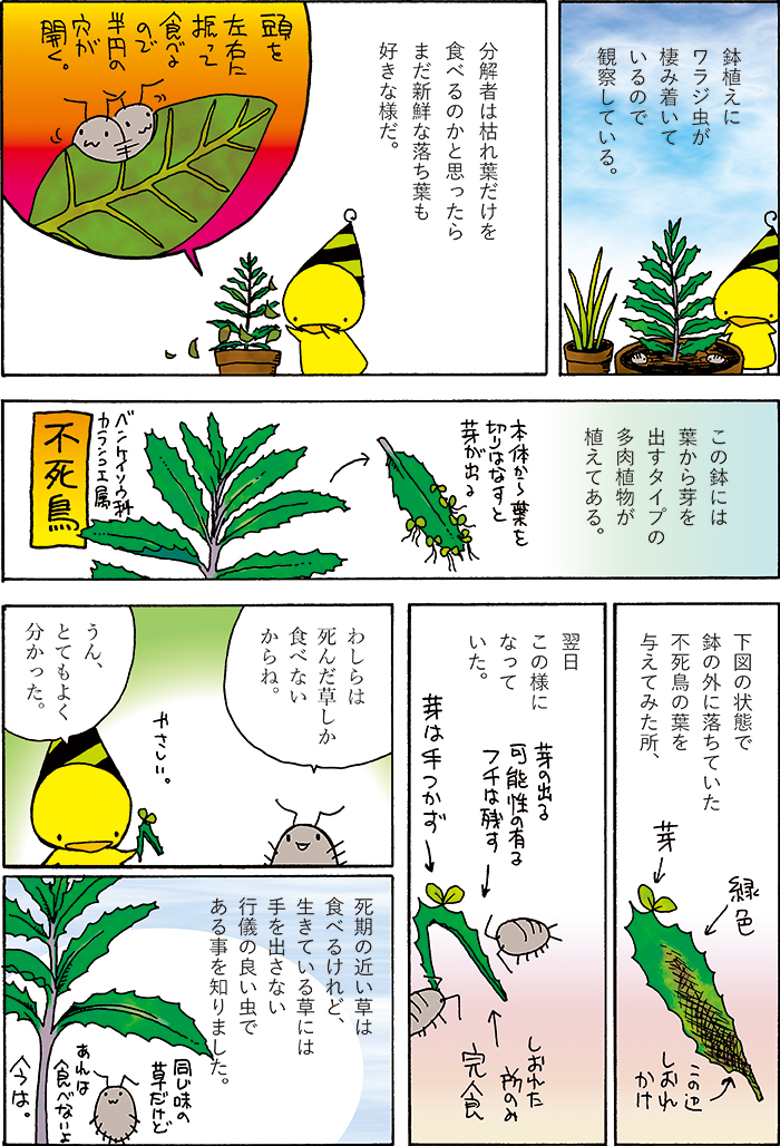 脚の多い虫を観察するのは楽しいよ、というのを言いふらすためにXを使っていたりしますね…ワラジ虫はいいぞ。 