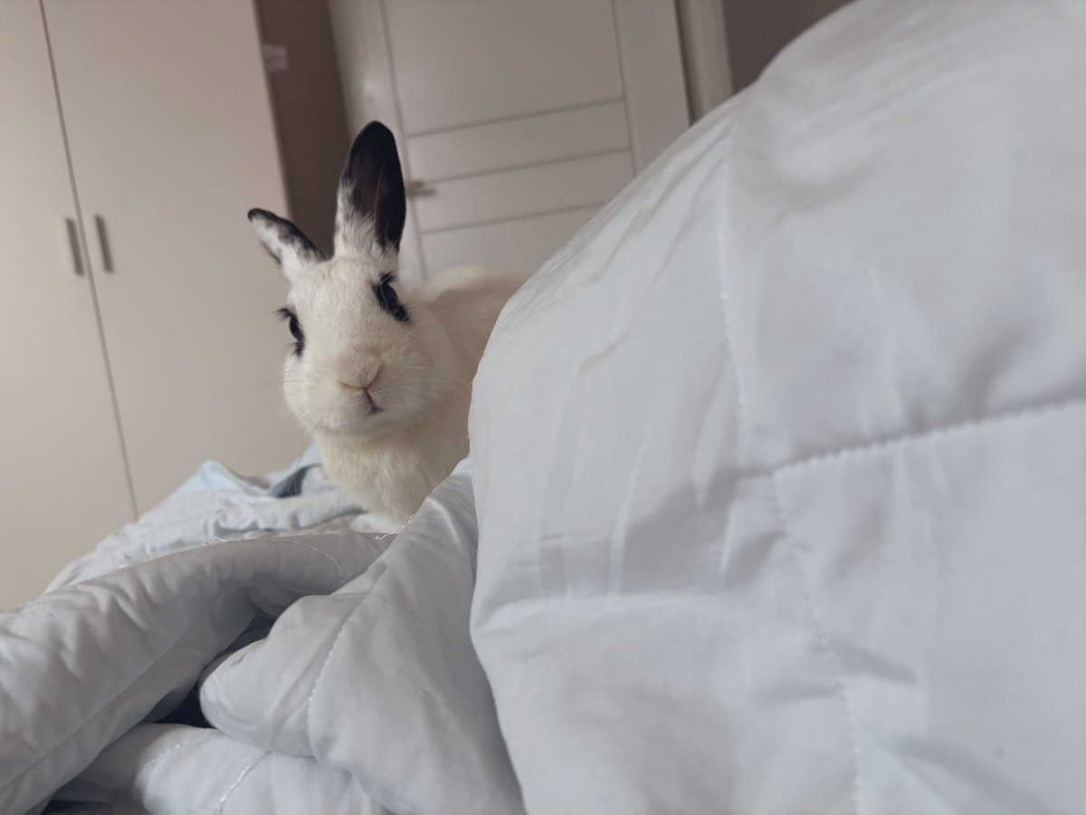 설기가 처먹은 것들 tweet media