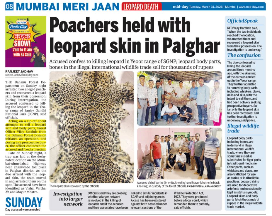 ranjeetnature's tweet image. Forest officials seize leopard skin, two arrested in Palghar district.

During interrogation, the accused confessed to killing the leopard in the Yeoor range of Sanjay Gandhi National Park (SGNP), said officials.

mid-day.com/mumbai/mumbai-…

#poaching #sgnp #leopard 

@mid_day