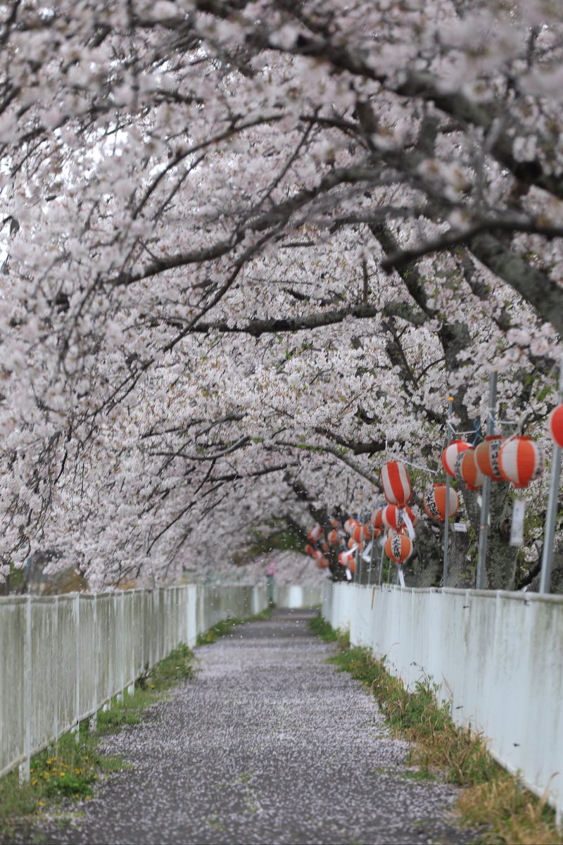 ILoveANAandASDF's tweet photo. 近所の桜も満開🌸

花散らしのお天気となりました

散り際も綺麗です https://t.co/P7M4naXNZG