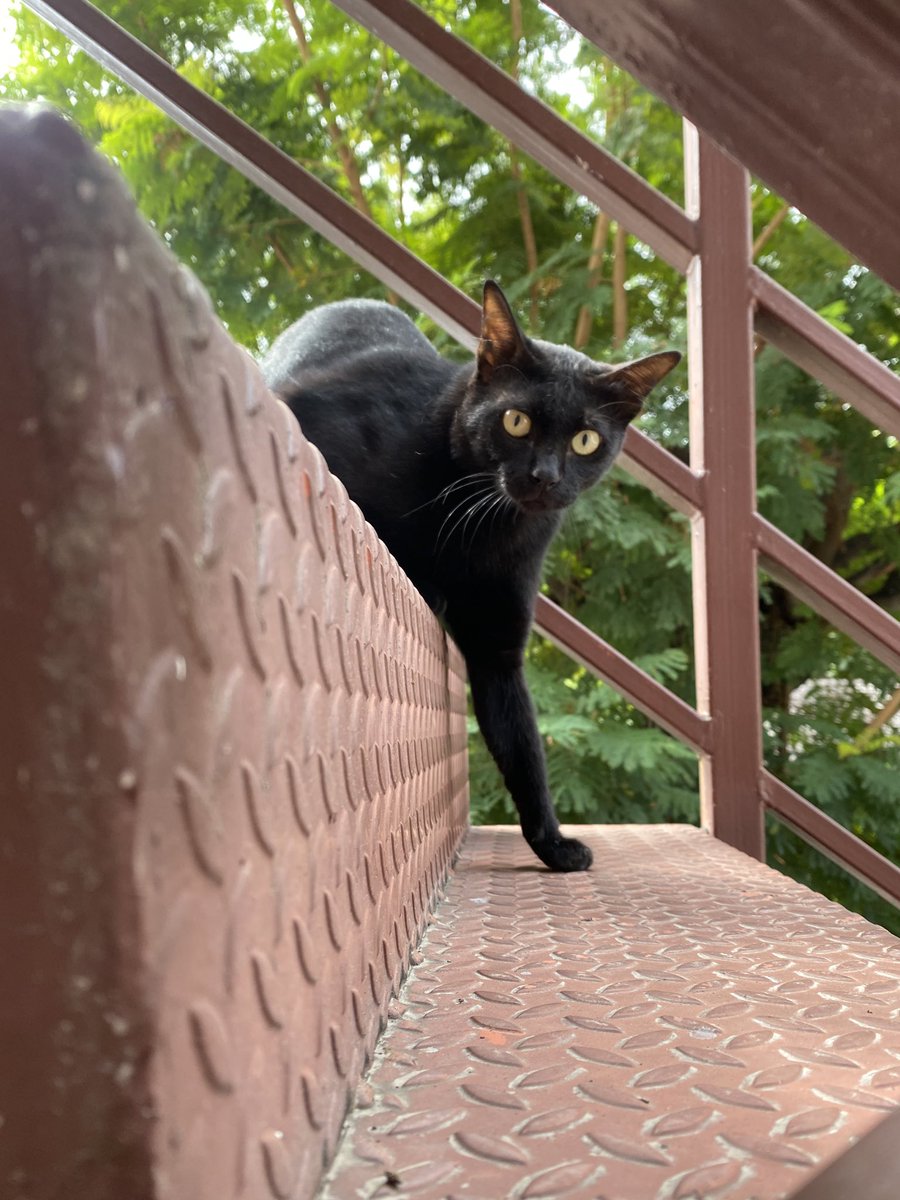 แมวหาบ้าน ขี้ข้าหาแมว tweet media